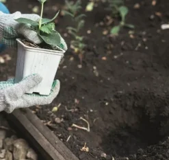 Świder ziemny Scheppach EB2000